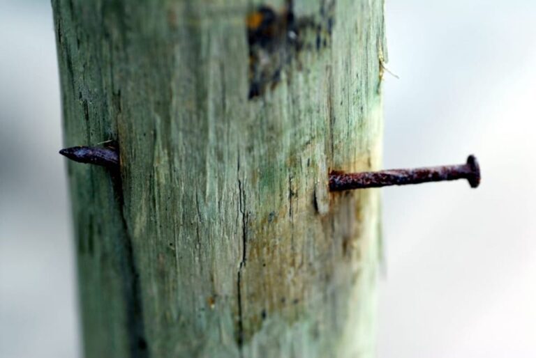“Tree Troubles: Will Nails Kill a Tree?”